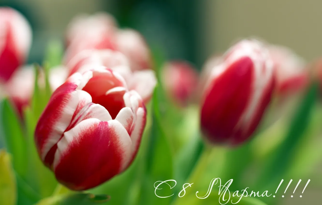 Photo wallpaper flowers, tulips, March 8, all, dear, women, uzdunrobit, day!