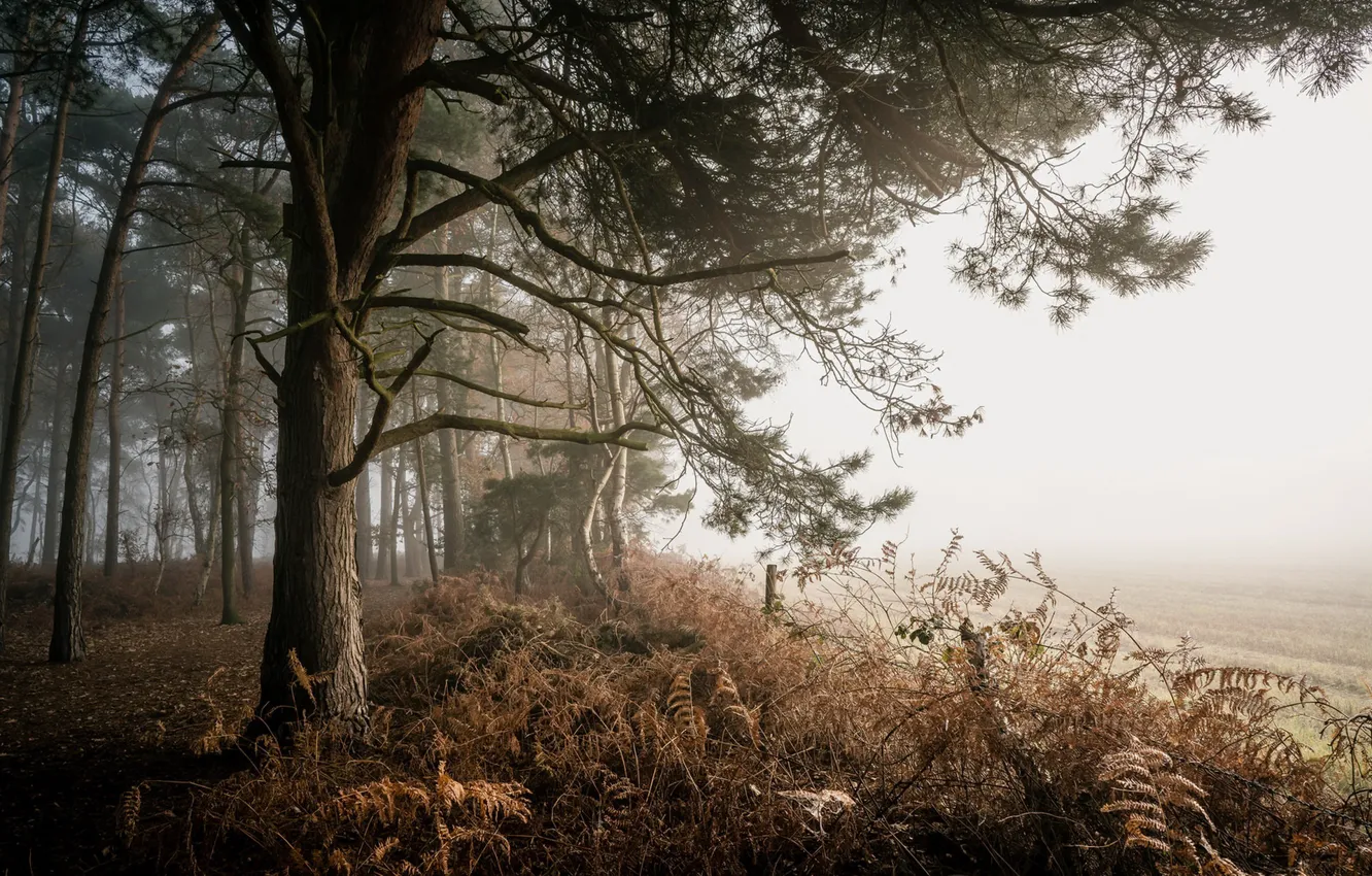Photo wallpaper trees, fog, the fence, fern
