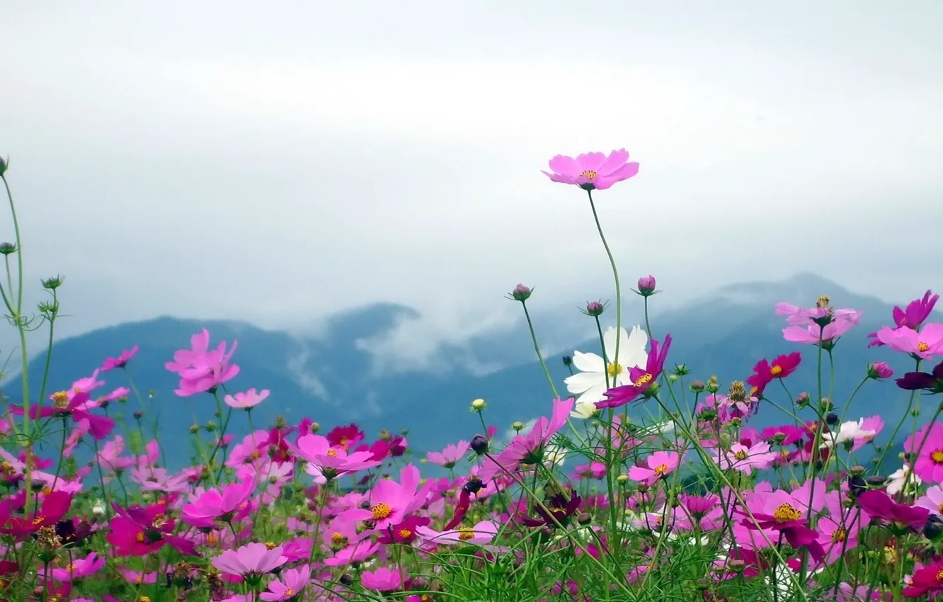 Photo wallpaper flowers, mountains, nature