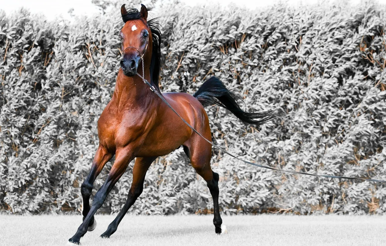 Photo wallpaper movement, horse, the wind, running