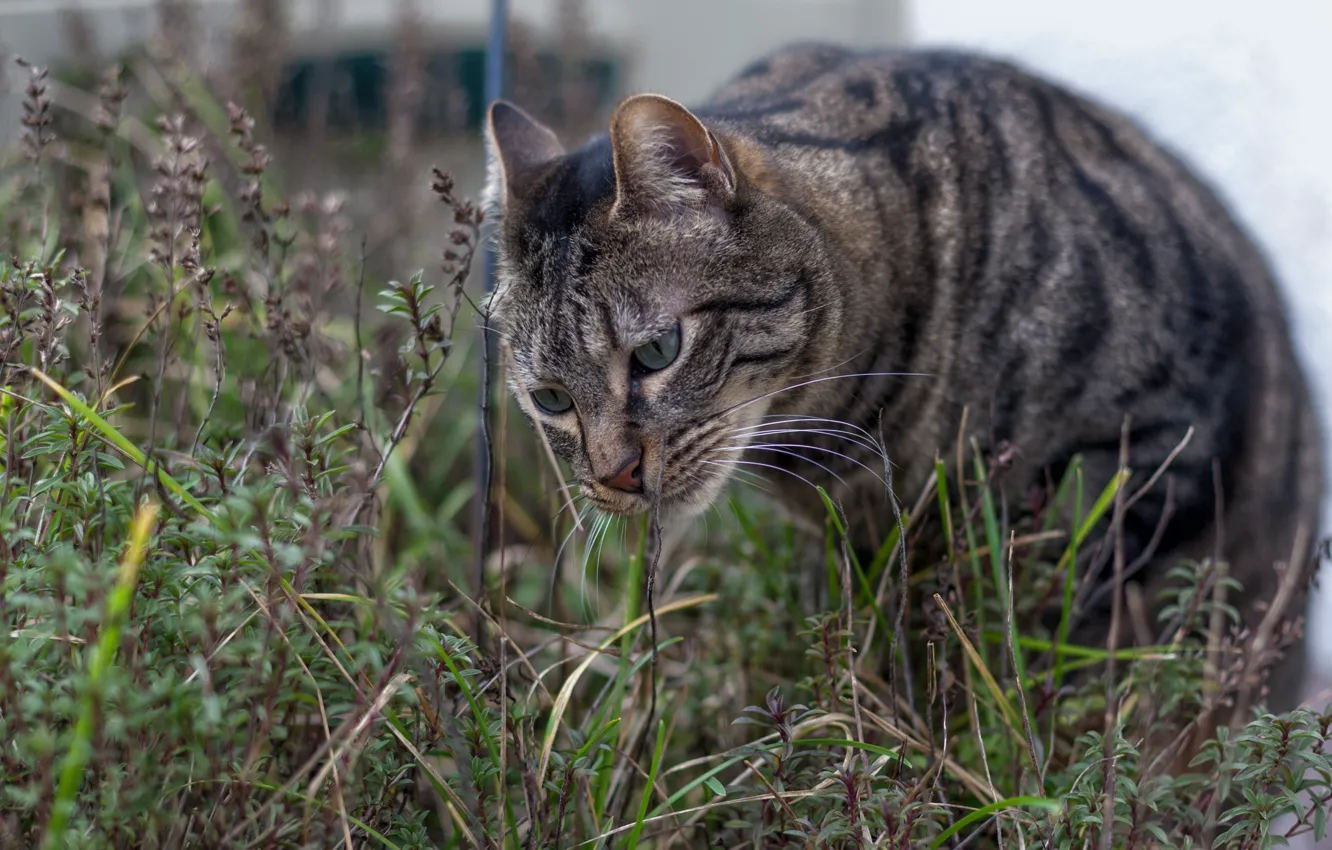 Photo wallpaper grass, eyes, cat, striped, Tomcat