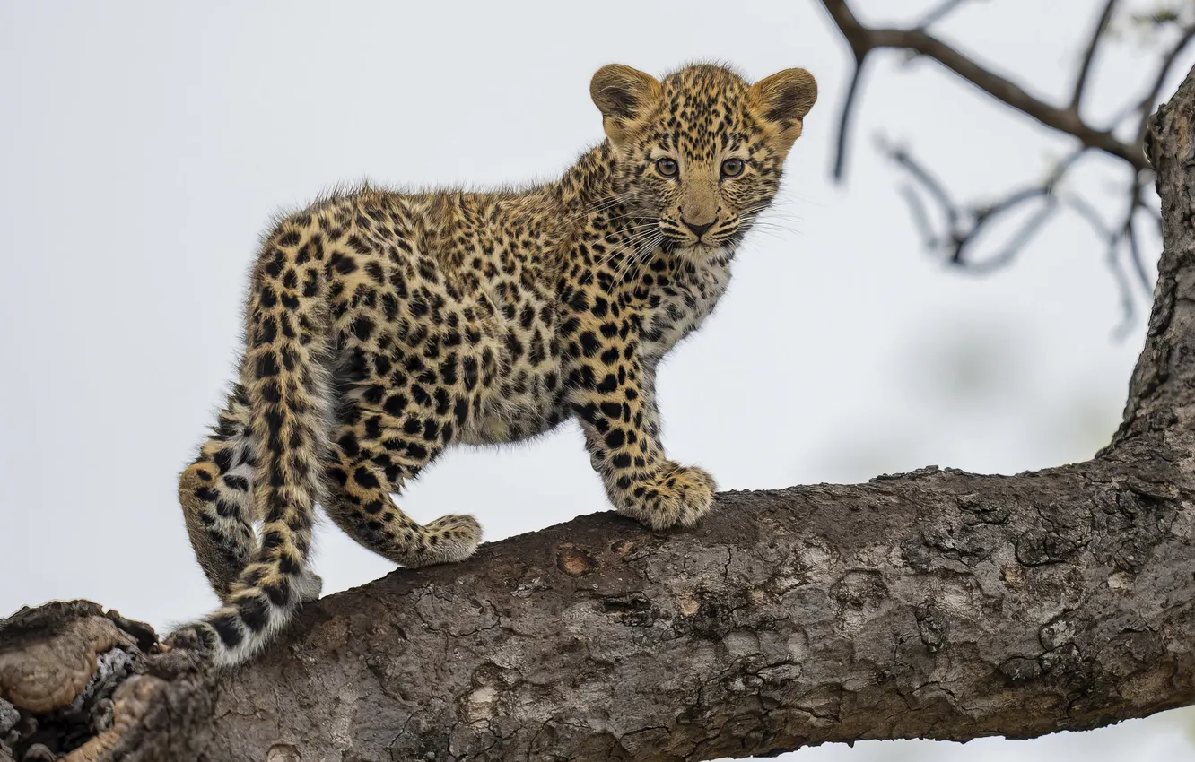 Photo wallpaper animal, leopard, kitty