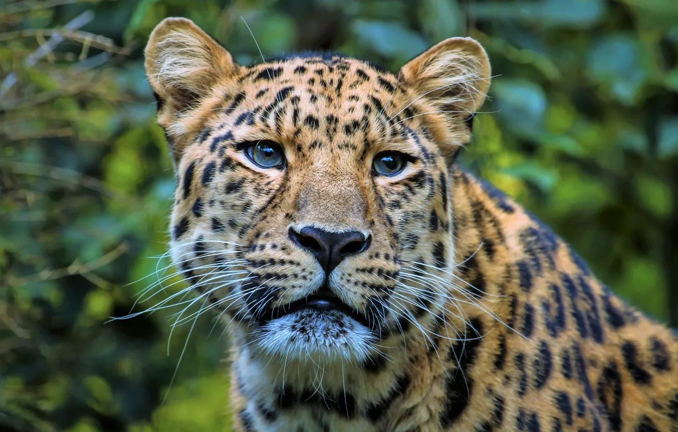 Photo wallpaper look, face, portrait, leopard