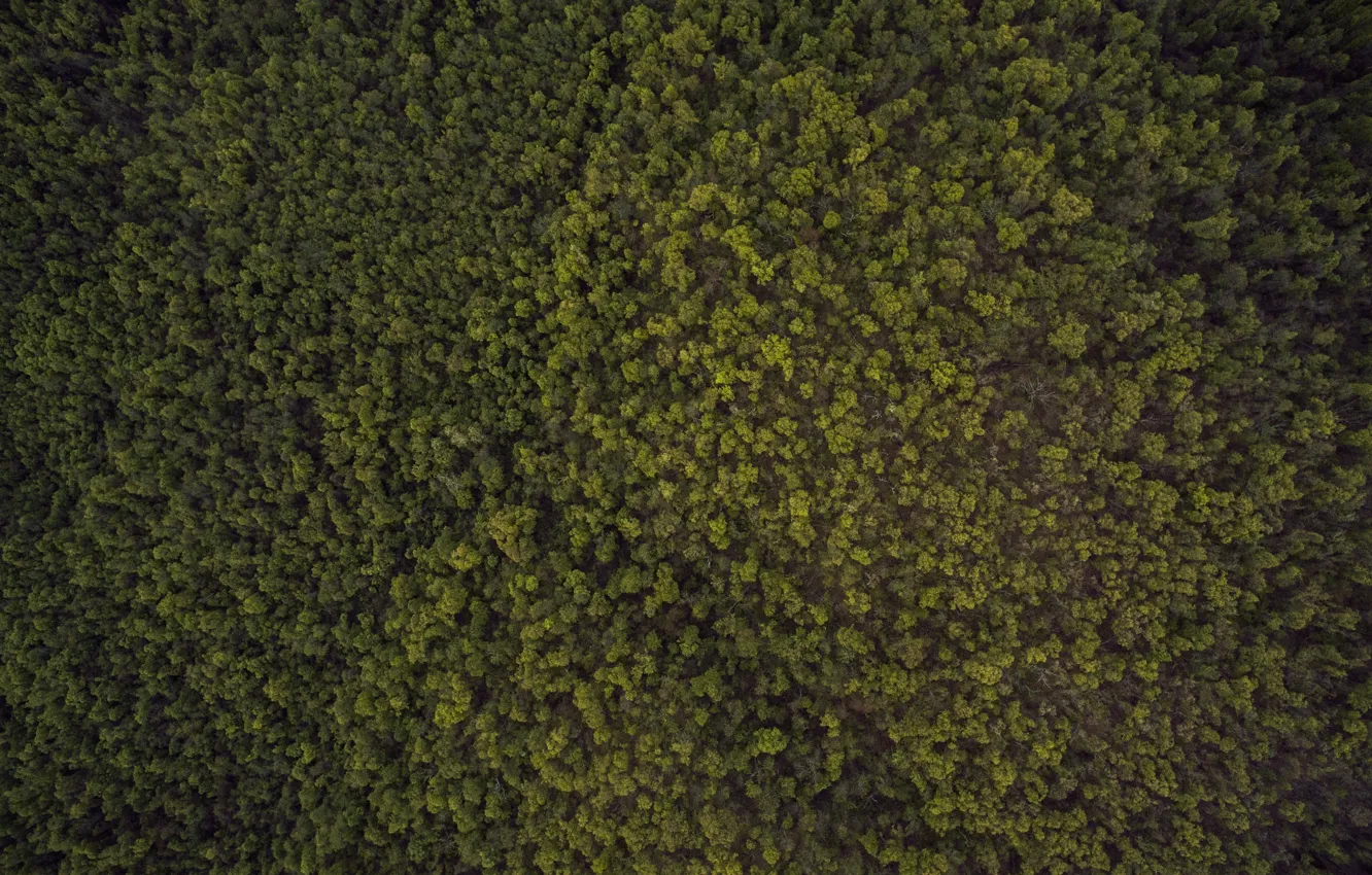 Photo wallpaper summer, beauty, Forest, ate, tree, the view from the top, quadcopter