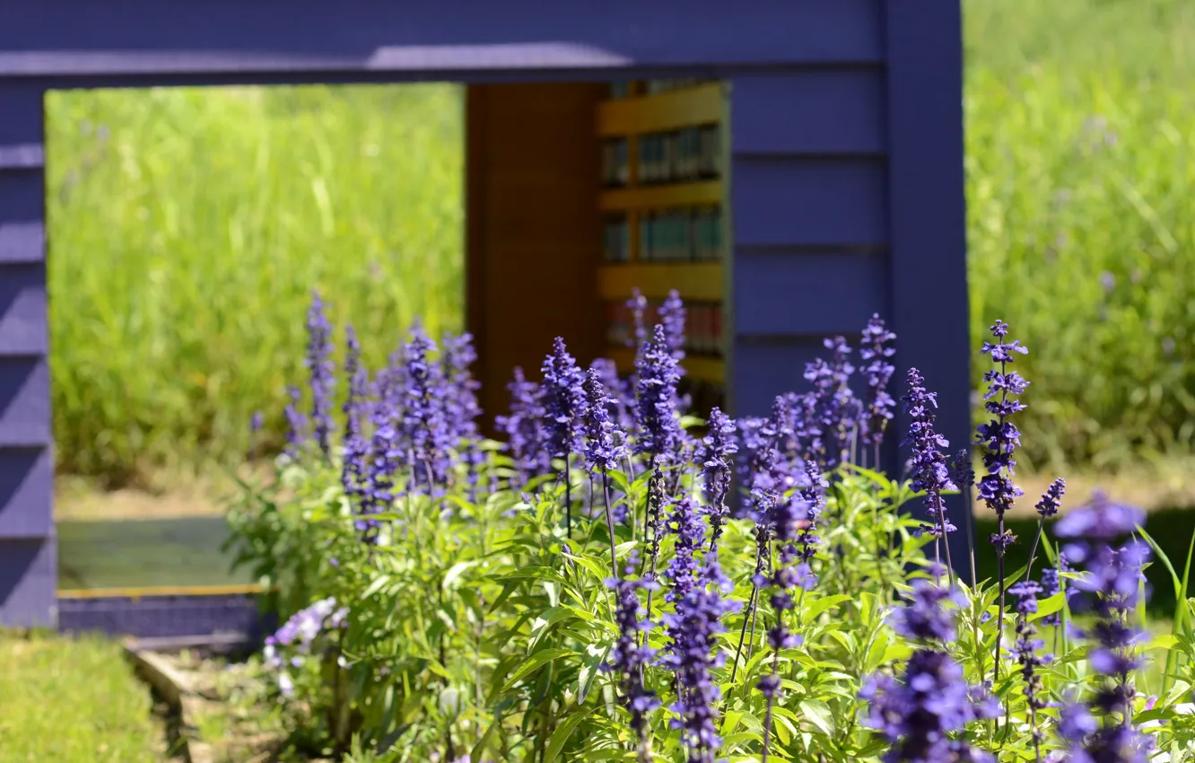 Photo wallpaper grass, flowers, blur, garden, Summer, lavender, lilac