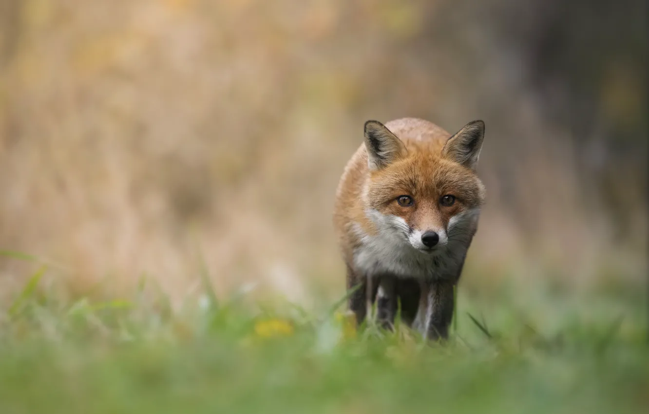 Photo wallpaper grass, look, face, background, Fox, walk, bokeh