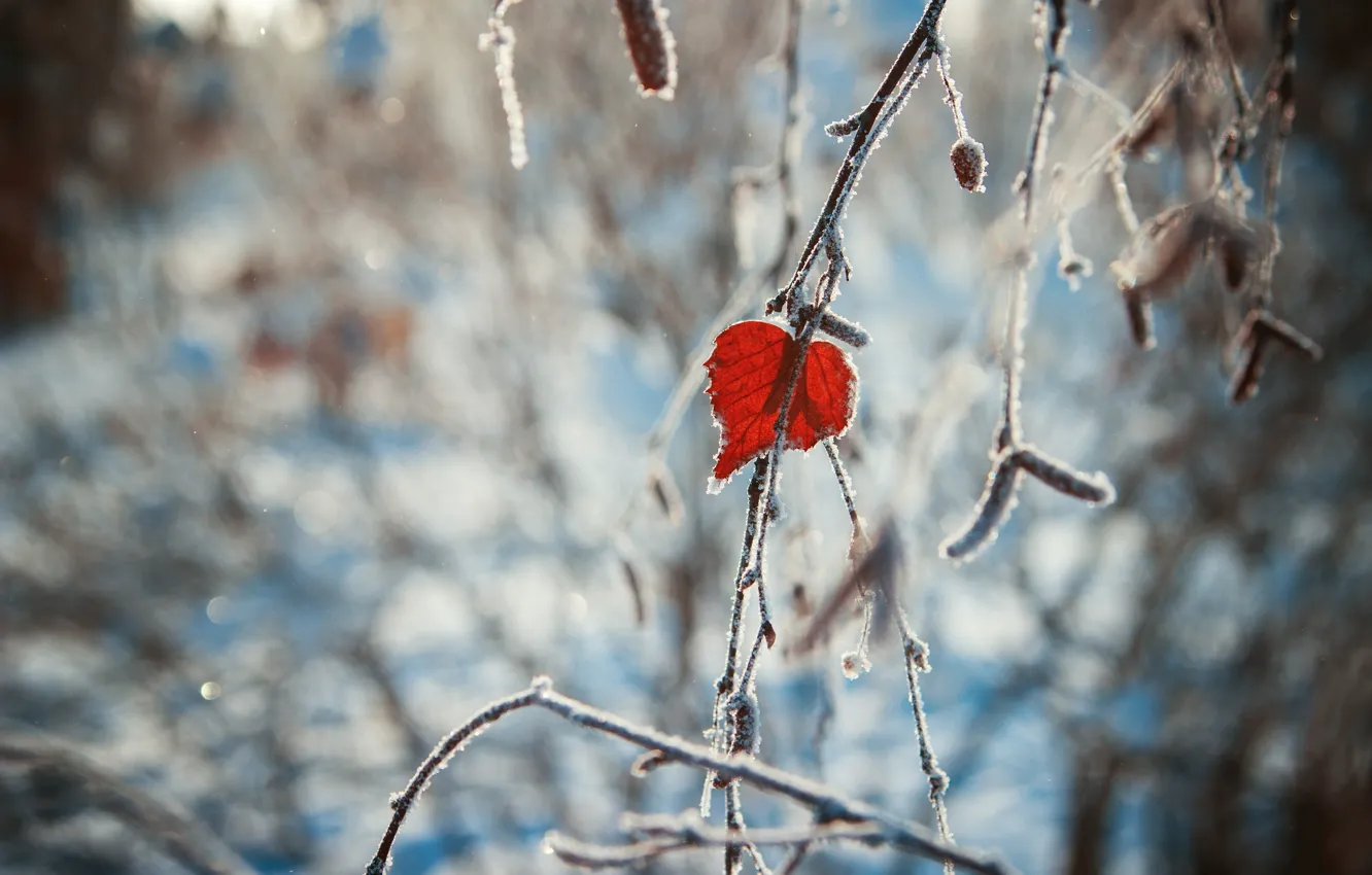 Photo wallpaper winter, heart, leaf