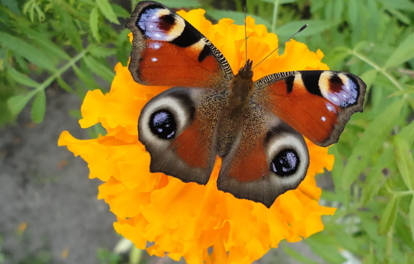 Photo wallpaper macro, flowers, butterfly
