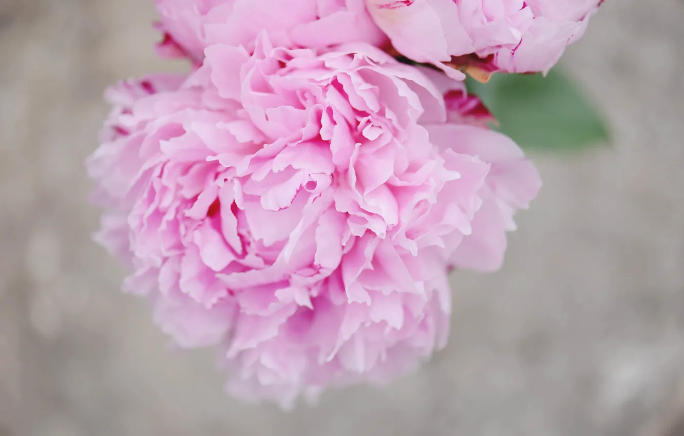 Photo wallpaper flowers, petals, pink, peonies