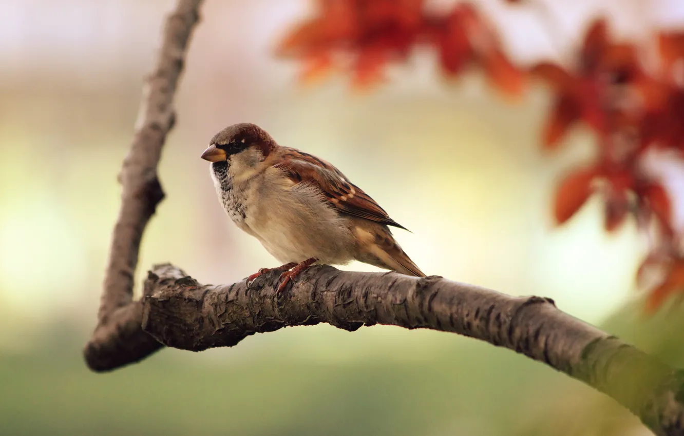 Photo wallpaper birds, branch, Sparrow