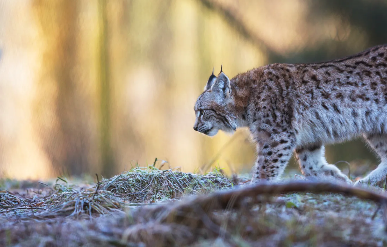 Photo wallpaper frost, autumn, grass, look, face, branches, nature, pose