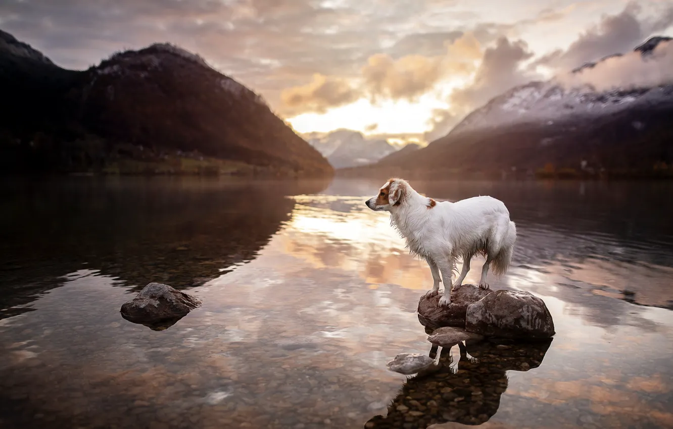 Photo wallpaper lake, each, dog