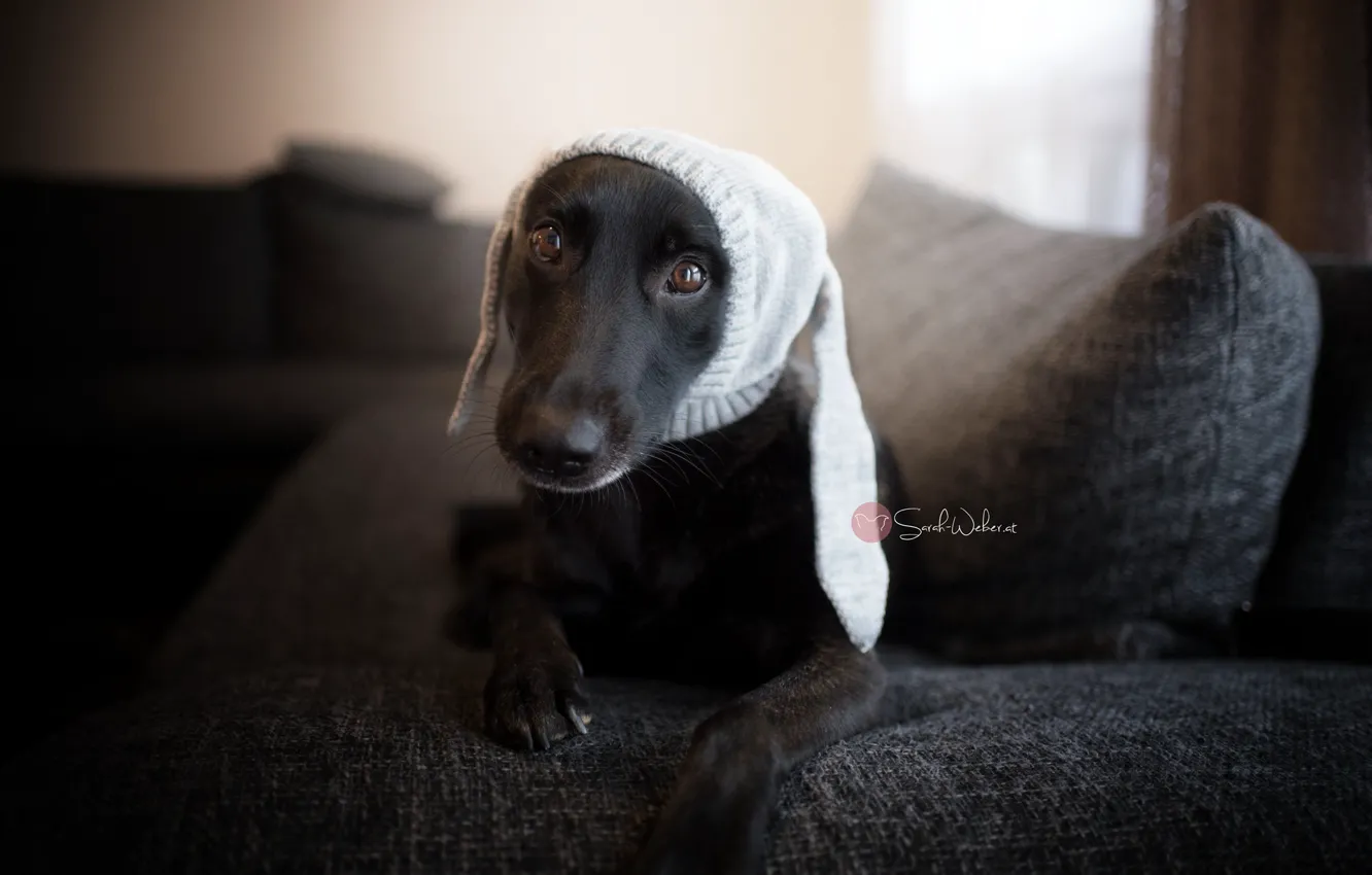 Photo wallpaper hat, home, dog