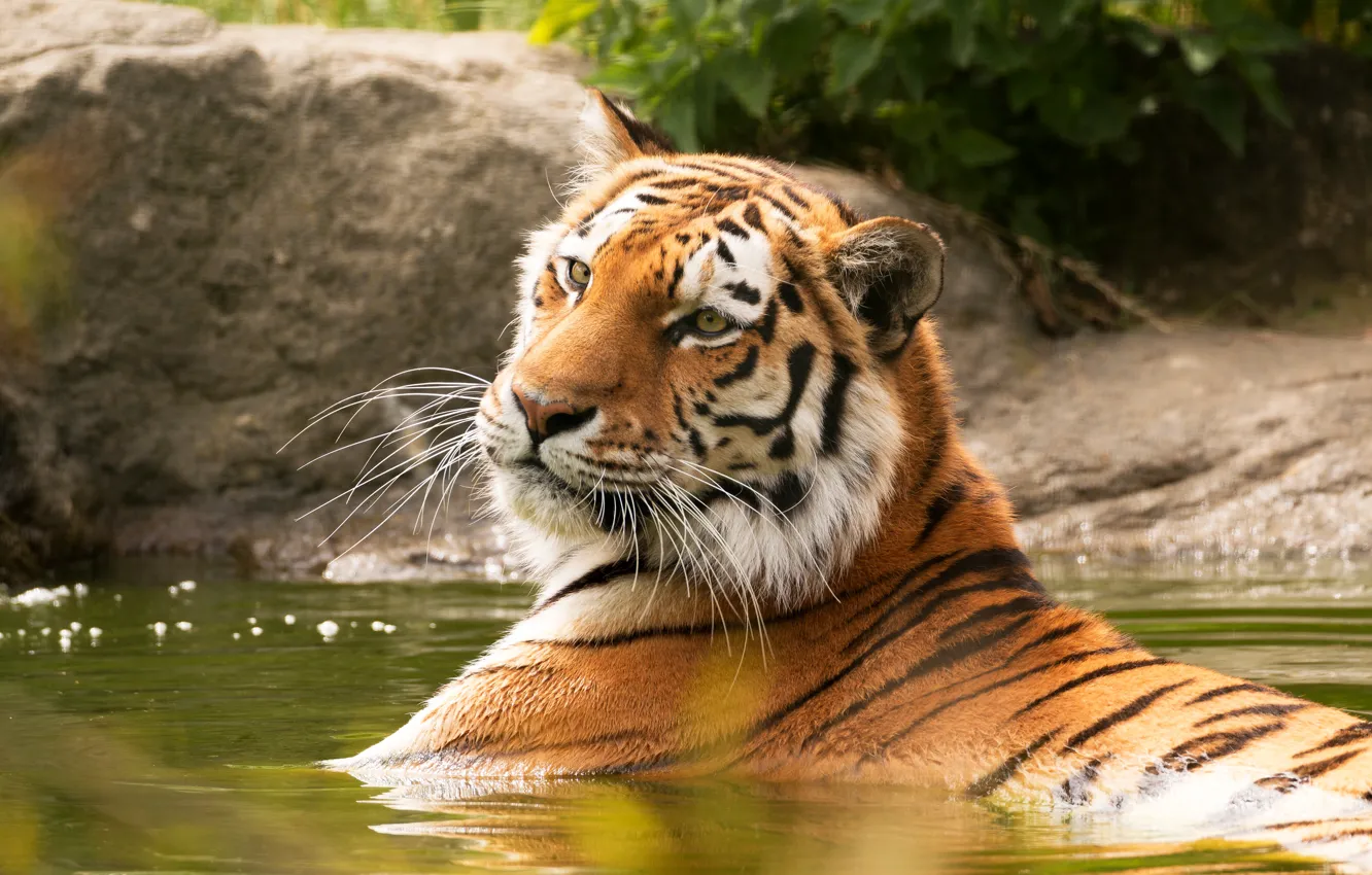 Photo wallpaper face, tiger, bathing, pond