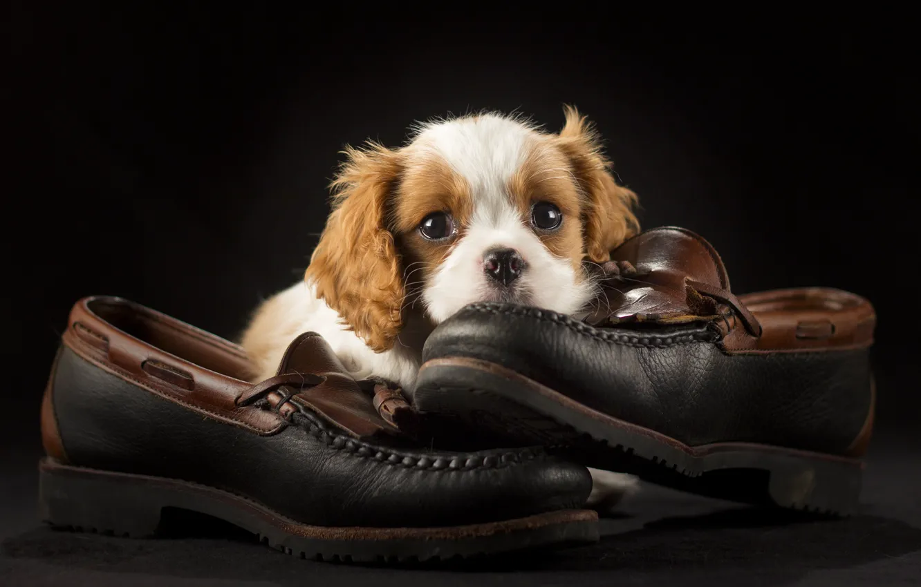 Photo wallpaper shoes, puppy, Spaniel
