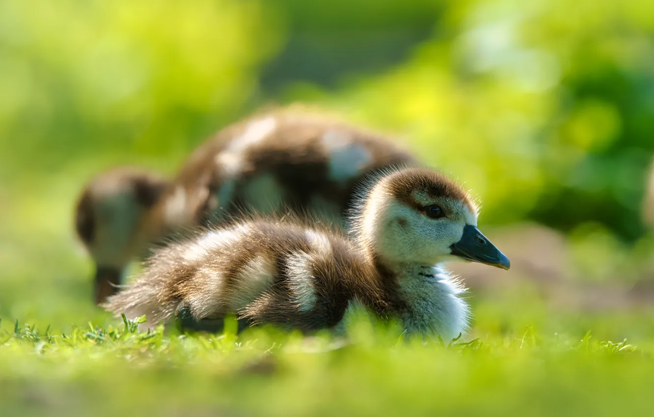 Photo wallpaper bird, glade, duck, a couple, duck, Chicks