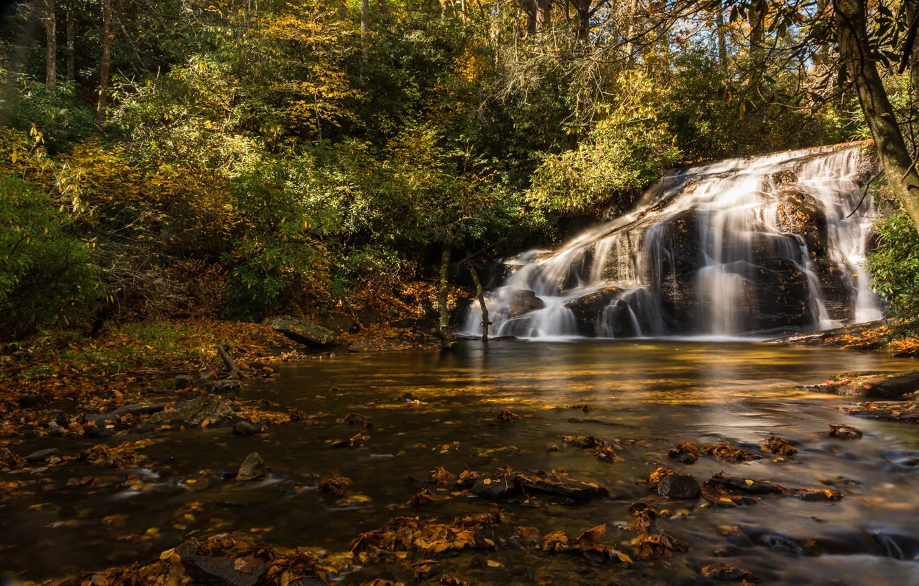 Photo wallpaper forest, rocks, shore, waterfall, stream