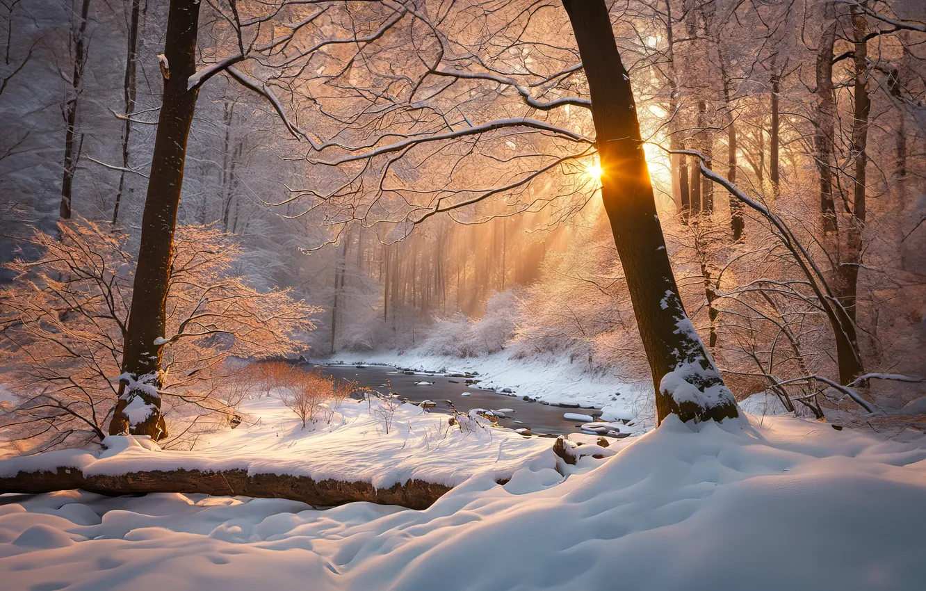 Photo wallpaper winter, frost, forest, the sun, rays, snow, trees, branches