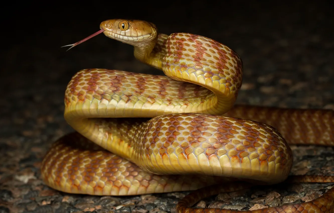 Photo wallpaper snake, ring, profile