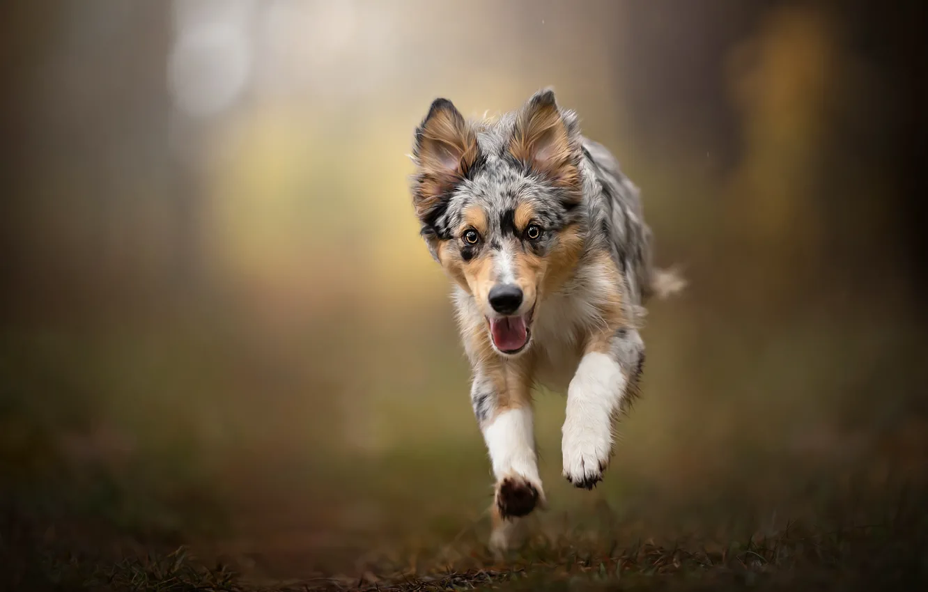 Photo wallpaper joy, dog, puppy, walk, bokeh, Australian shepherd, Aussie