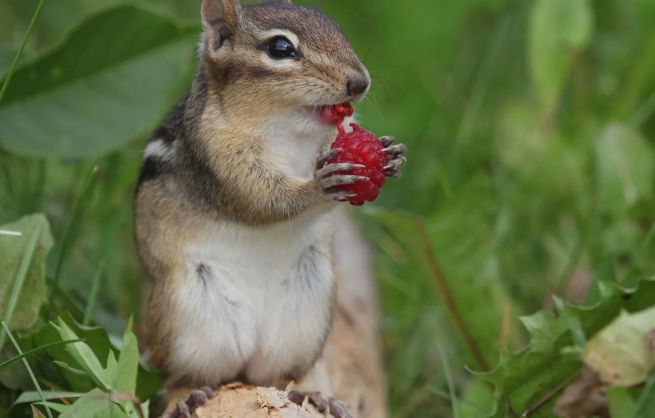 Photo wallpaper berries, raspberry, Chipmunk