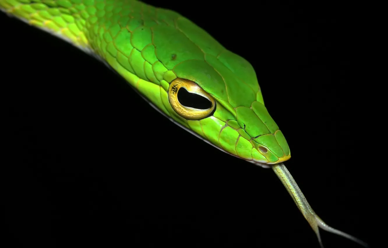 Photo wallpaper nature, Ahaetulla mycterizans, Big-eye Green Whip Snake