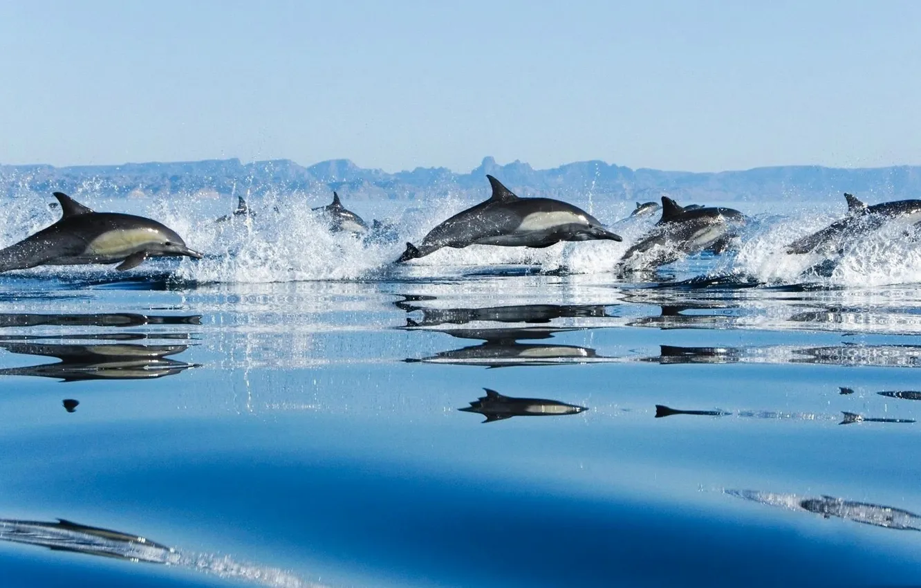 Photo wallpaper sea, dolphins, mammal