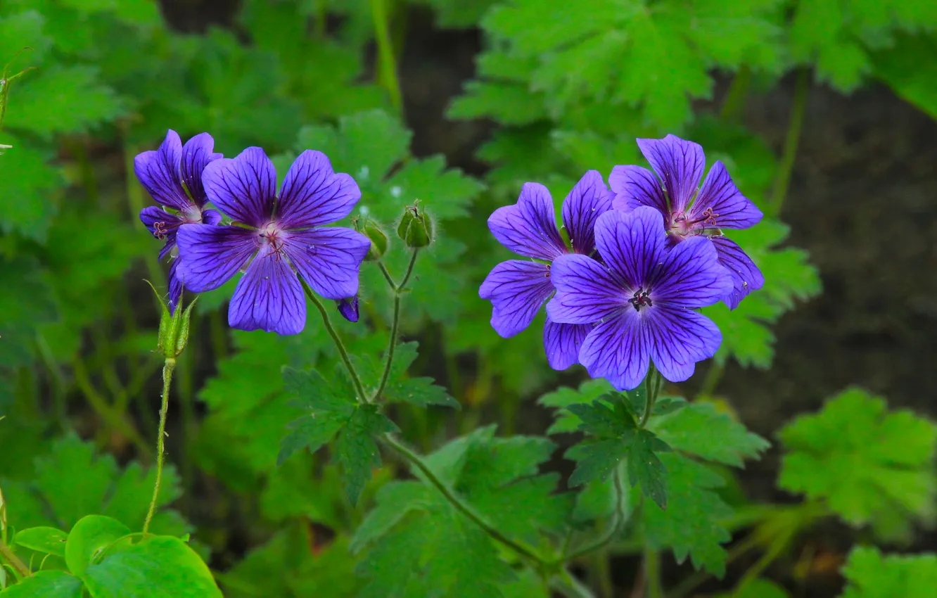 Photo wallpaper flower, leafs, blooming