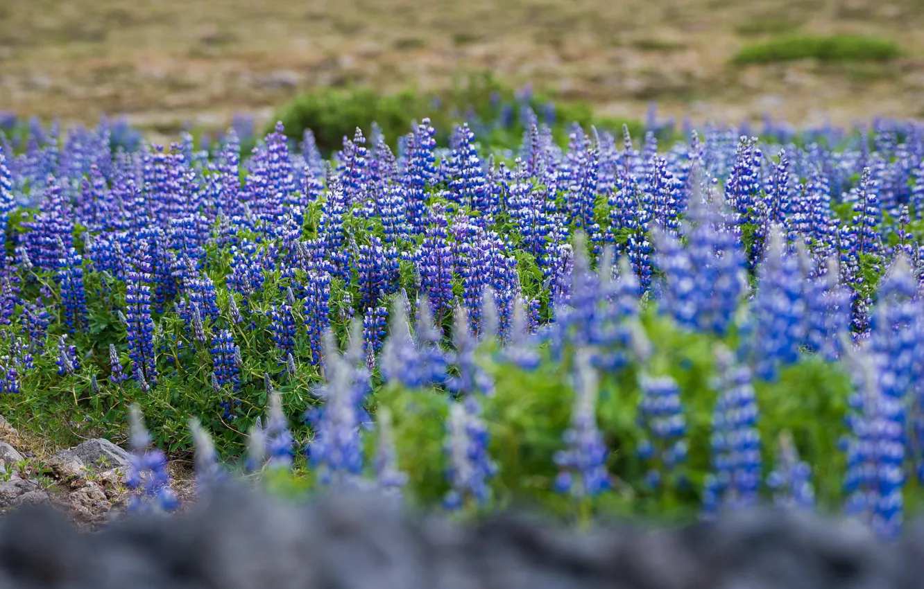 Photo wallpaper the sun, landscape, flowers, green, color, nature, Iceland
