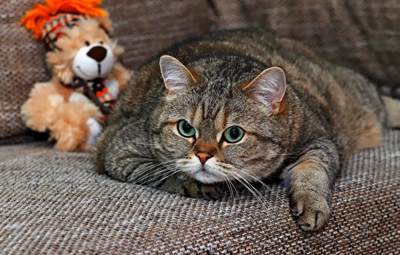 Photo wallpaper cat, cat, look, face, pose, grey, background, sofa