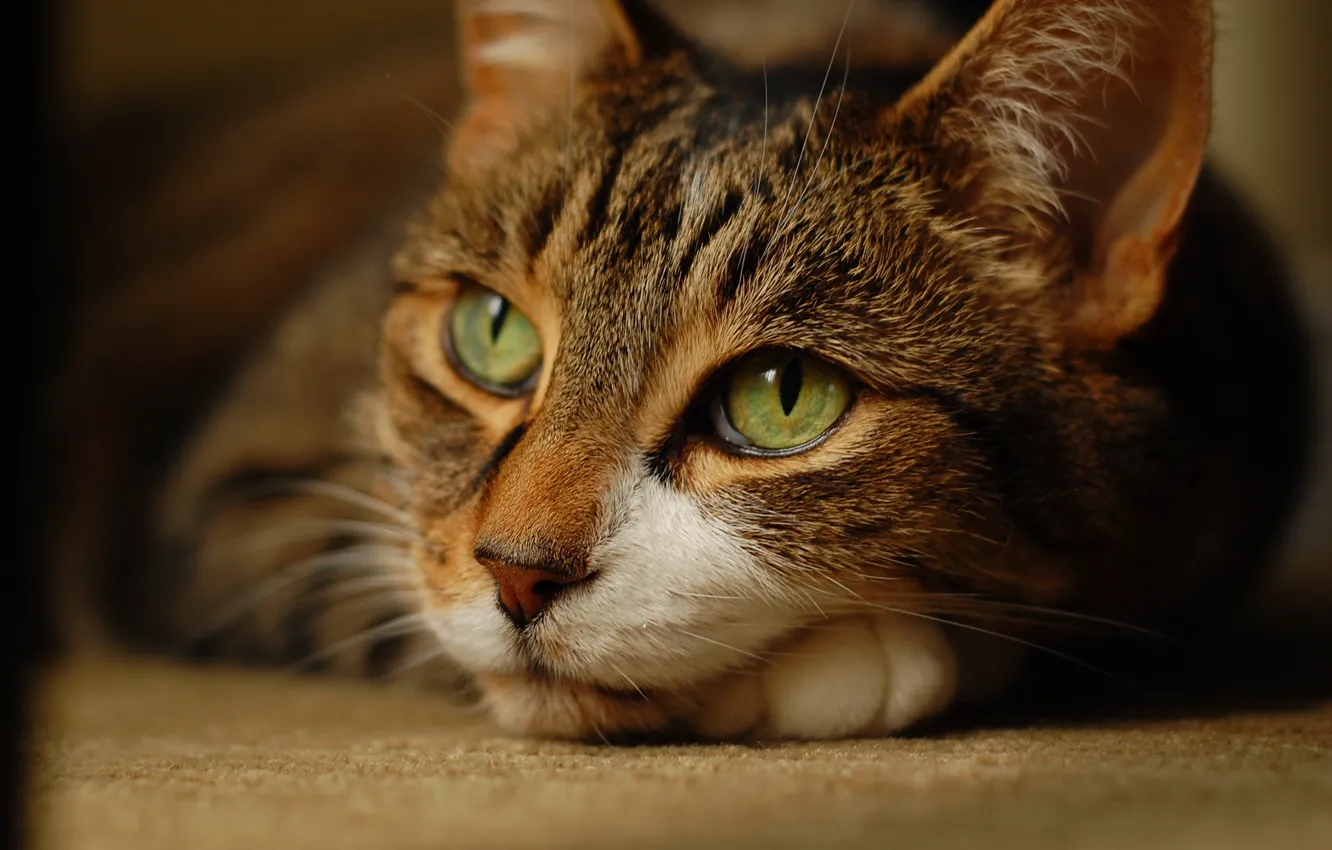 Photo wallpaper cat, look, lies