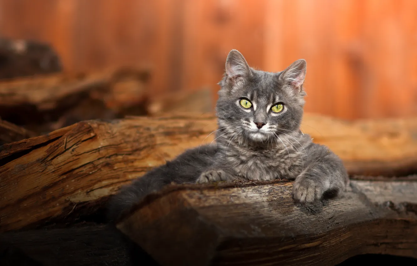 Photo wallpaper cat, cat, look, light, pose, grey, paws, wood