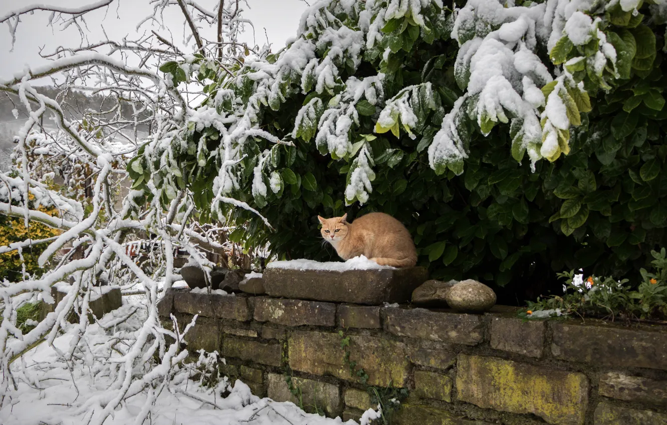 Photo wallpaper winter, cat, cat, look, leaves, snow, branches, foliage