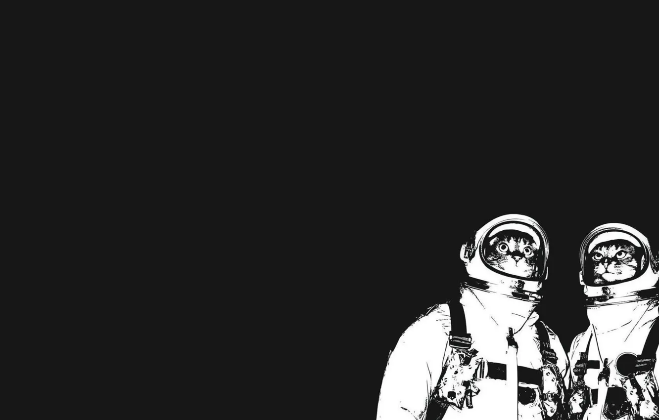 Photo wallpaper cat, look, astronaut, the suit, black and white
