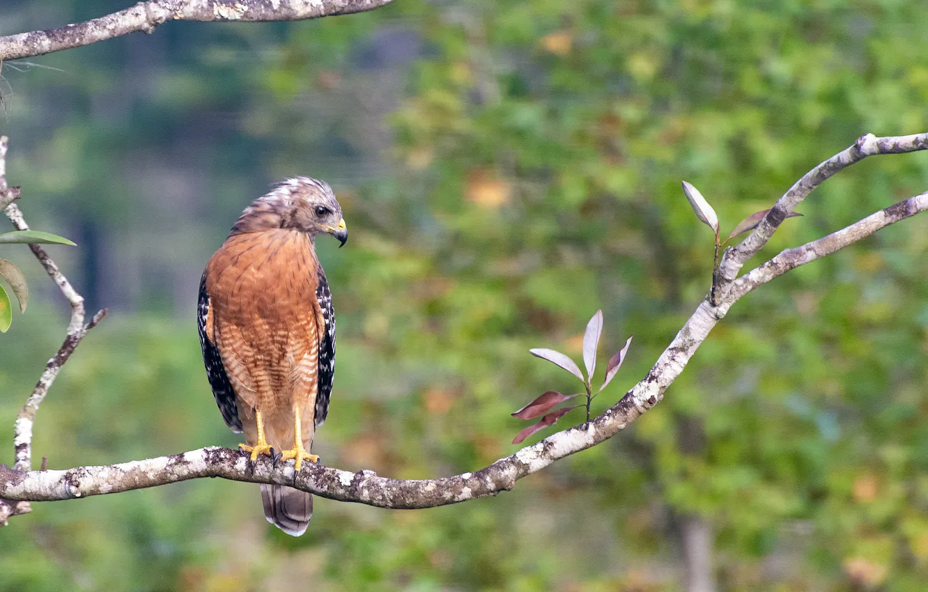 Photo wallpaper leaves, branch, bokeh, Krasnolesy Buzzard