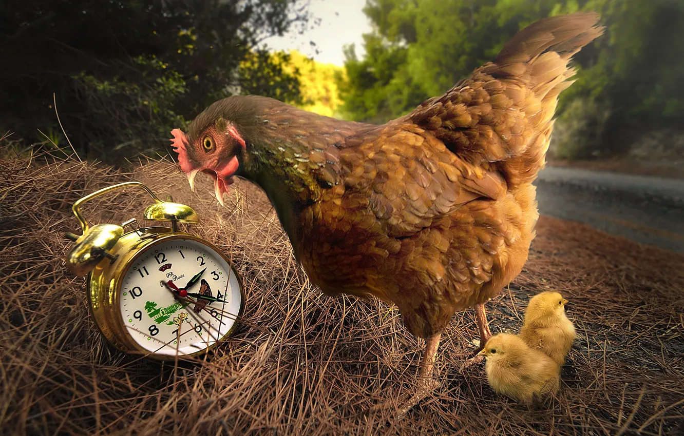 Photo wallpaper chickens, chicken, alarm clock