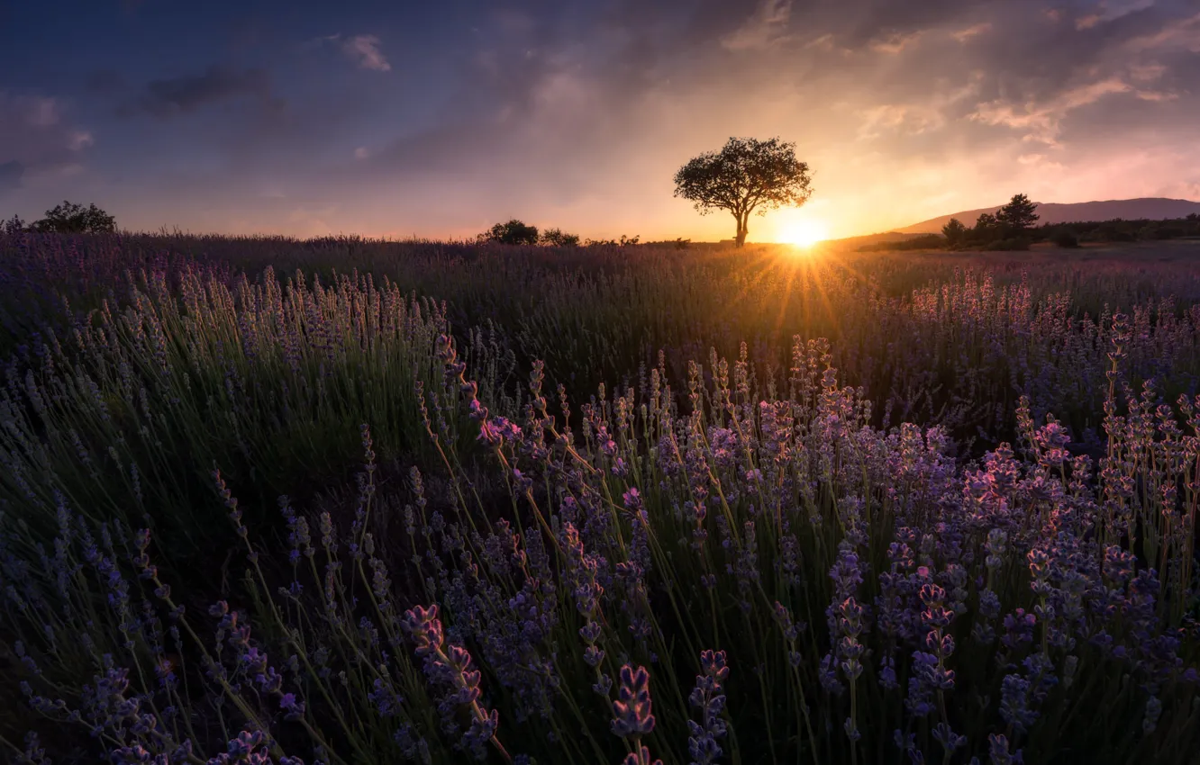 Photo wallpaper summer, the sky, the sun, clouds, rays, light, trees, sunset