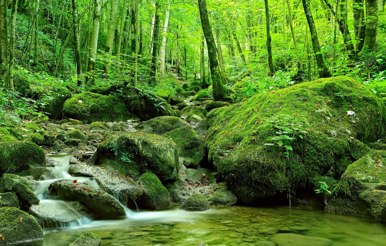Photo wallpaper forest, stream, stones, backwater