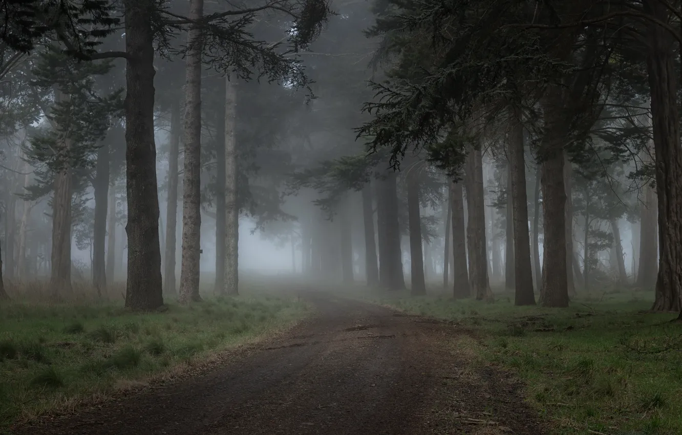 Photo wallpaper fog, Wallpaper, morning, Forest, misty morning, clearing, foggy forest