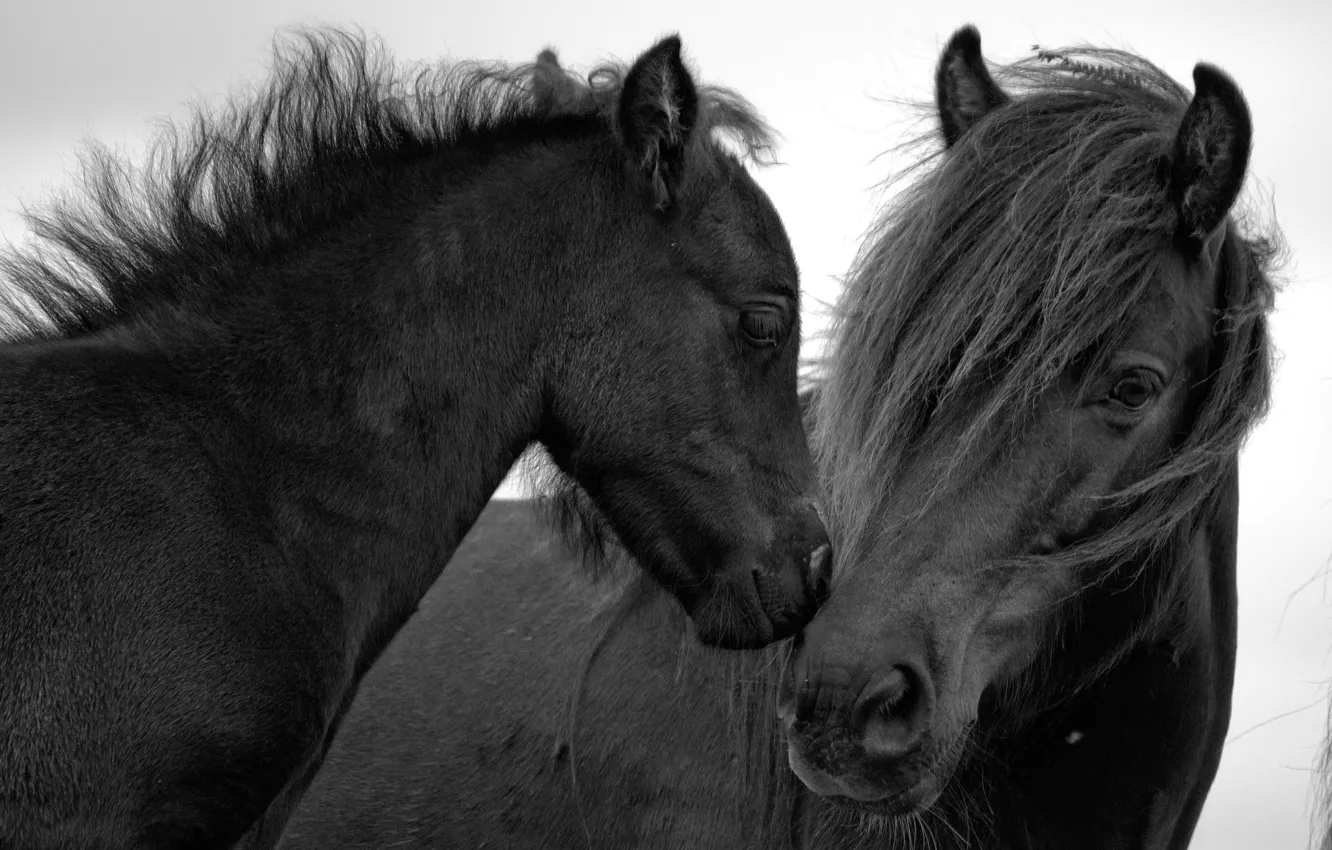 Photo wallpaper background, horse, pair, black horses