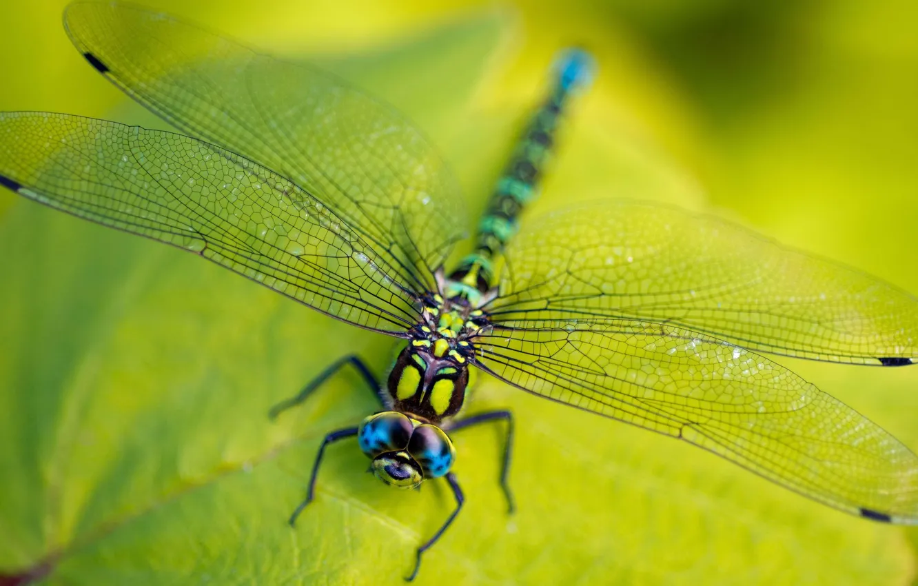 Photo wallpaper macro, leaf, dragonfly, insect