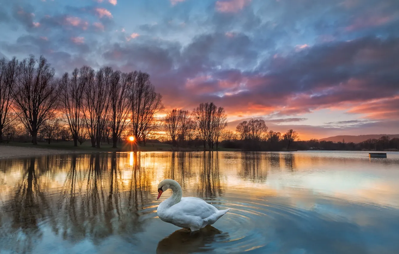 Photo wallpaper sunset, lake, swans