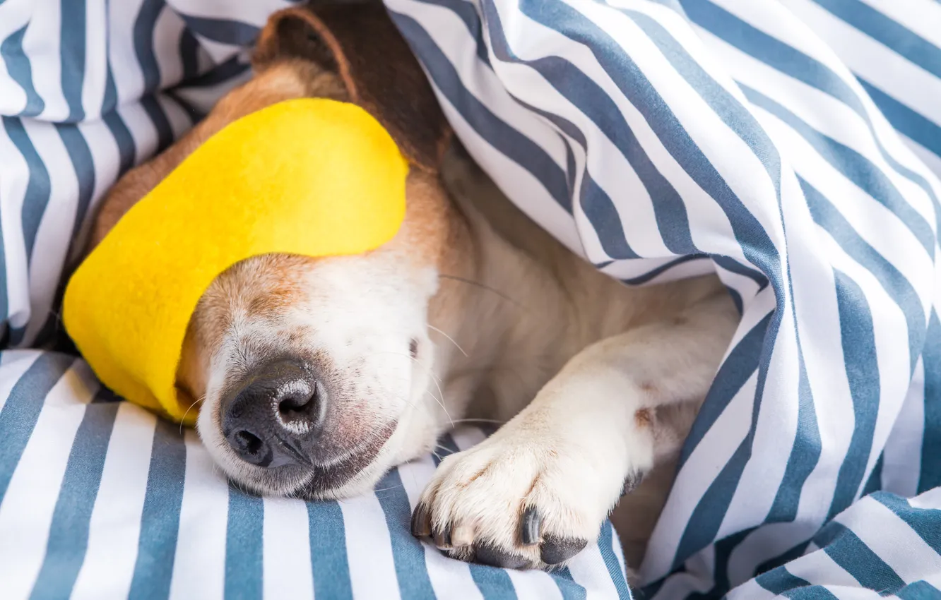 Photo wallpaper puppy, yellow, nap