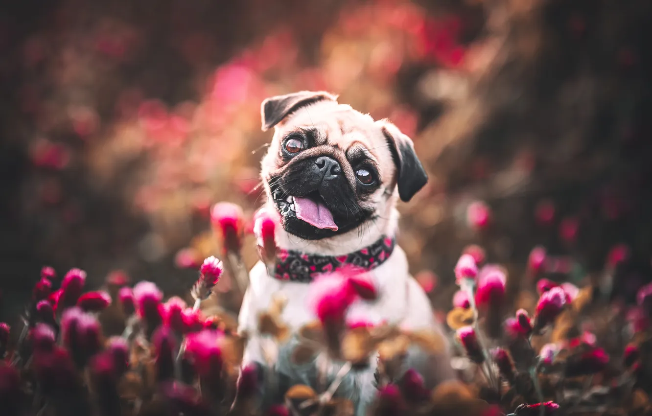 Photo wallpaper look, flowers, nature, pose, dog, pug, face, bokeh