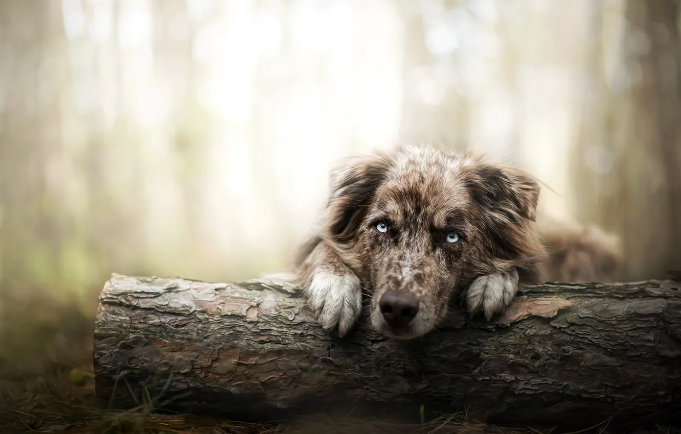 Photo wallpaper look, each, dog