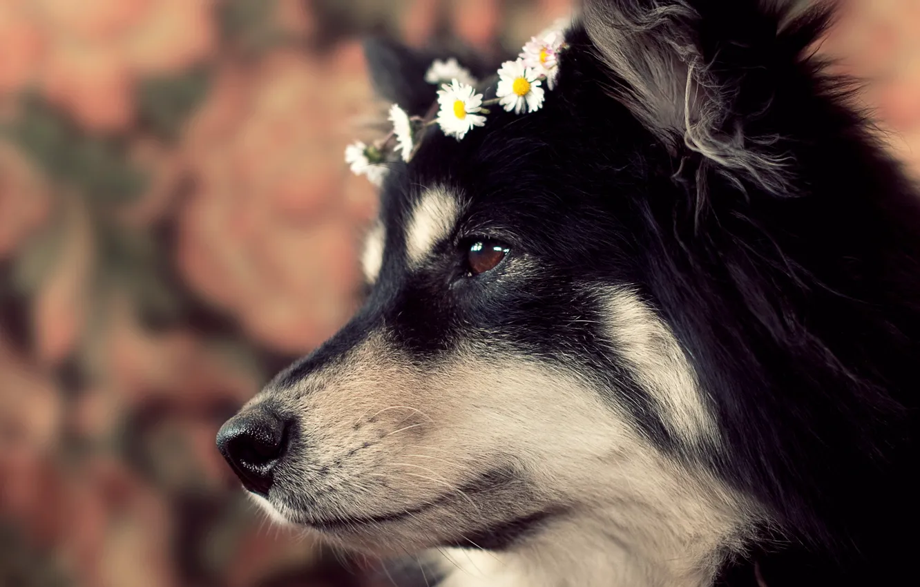 Photo wallpaper look, home, dog