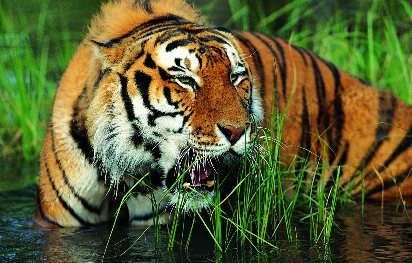 Photo wallpaper grass, face, water, tiger, grin