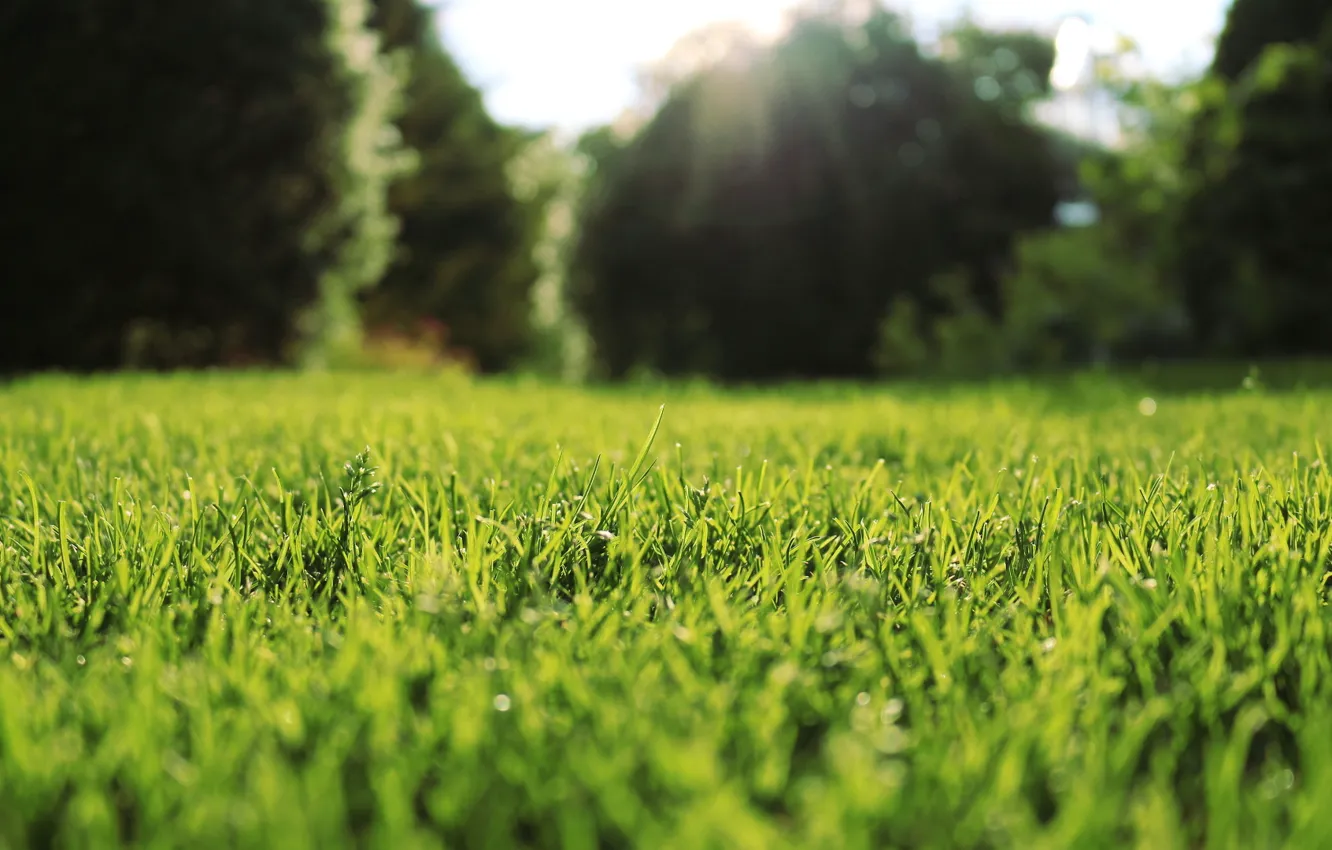 Photo wallpaper grass, macro, nature, lawn