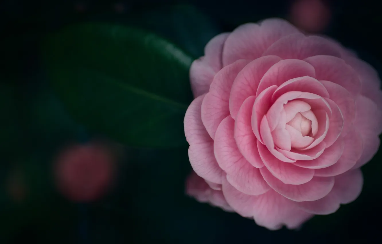 Photo wallpaper flower, macro, the dark background, pink, leaf, bokeh, Camellia