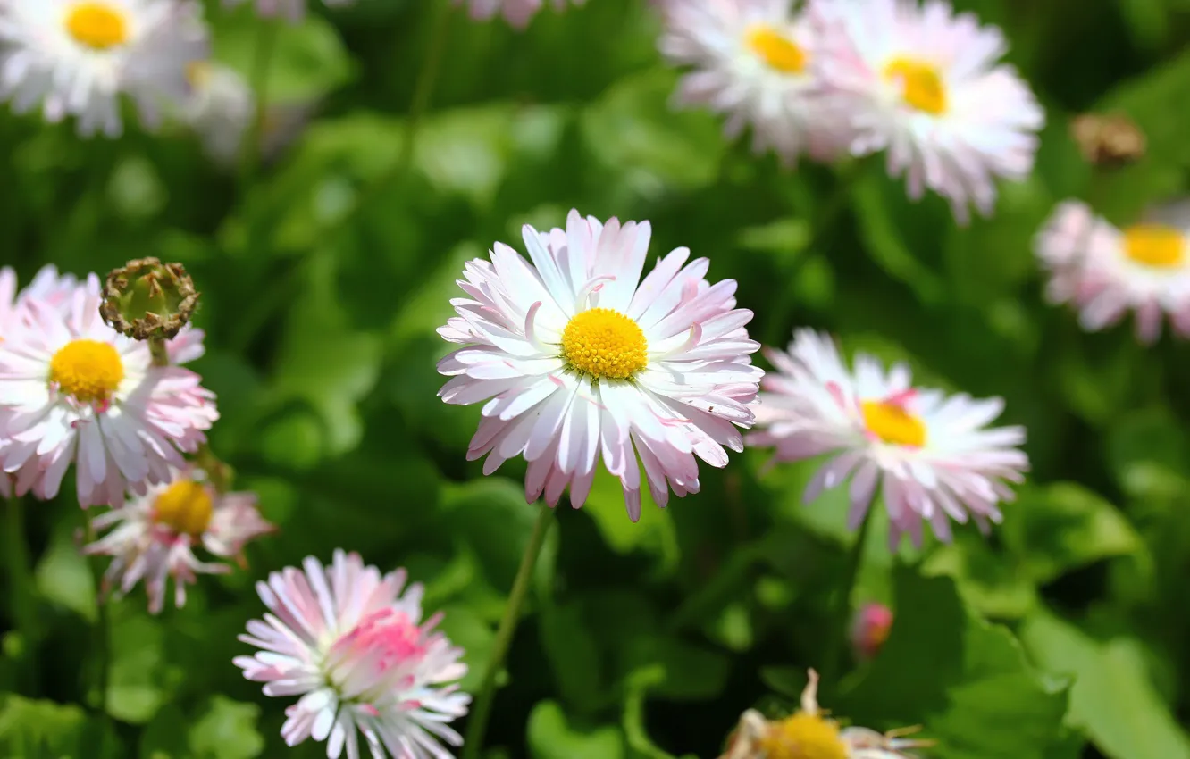 Photo wallpaper flowers, background, chamomile